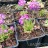 Примула или первоцвет мелкозубчатая, фиолетовая или белая,   Primula denticulata - Примула мелкозубчатая, Primula denticulata, саженцы
